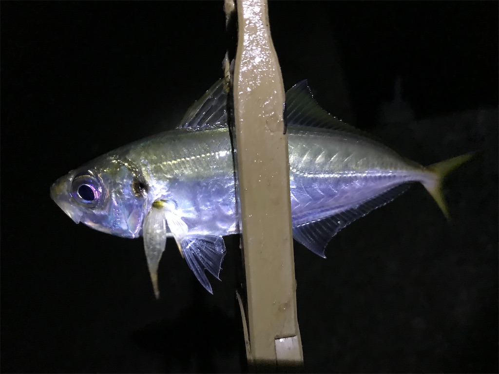 f:id:esojima3:20191231014801j:image