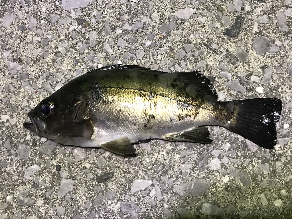 f:id:esojima3:20200104021513j:image