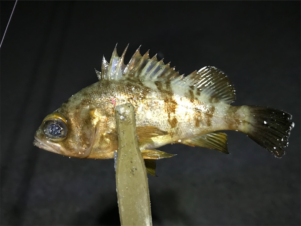 f:id:esojima3:20200105142403j:image