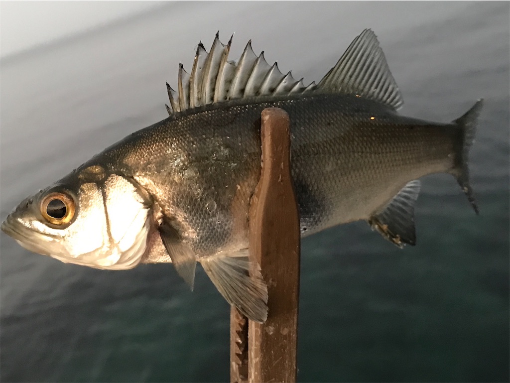 f:id:esojima3:20200107203311j:image