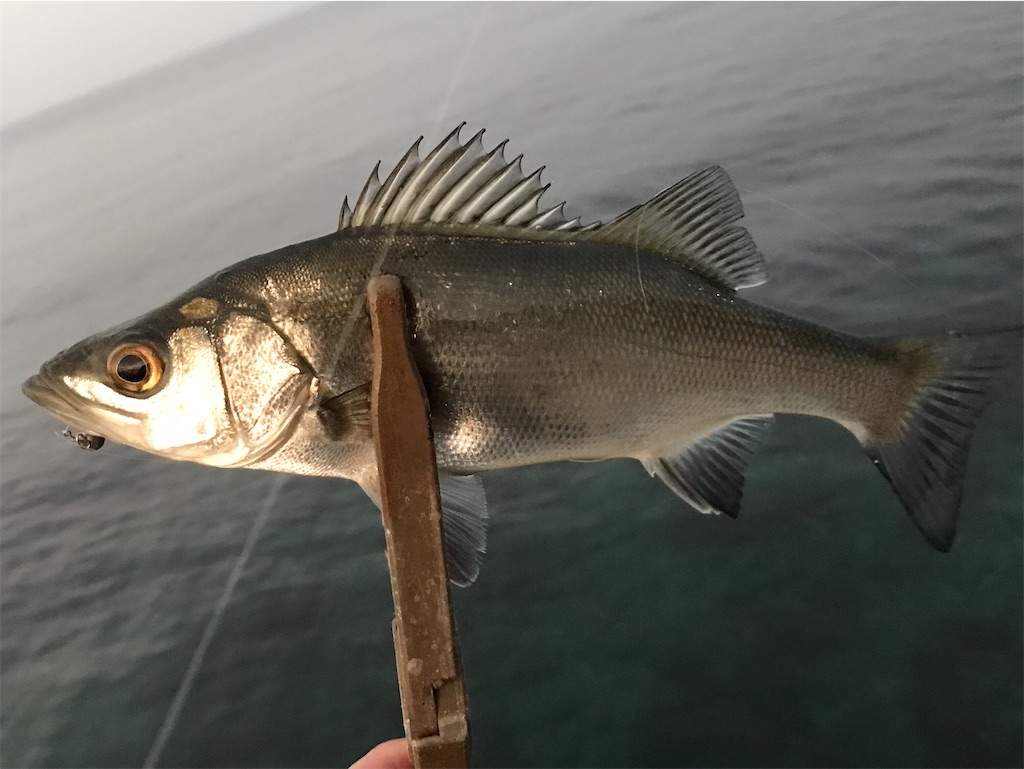 f:id:esojima3:20200107203314j:image