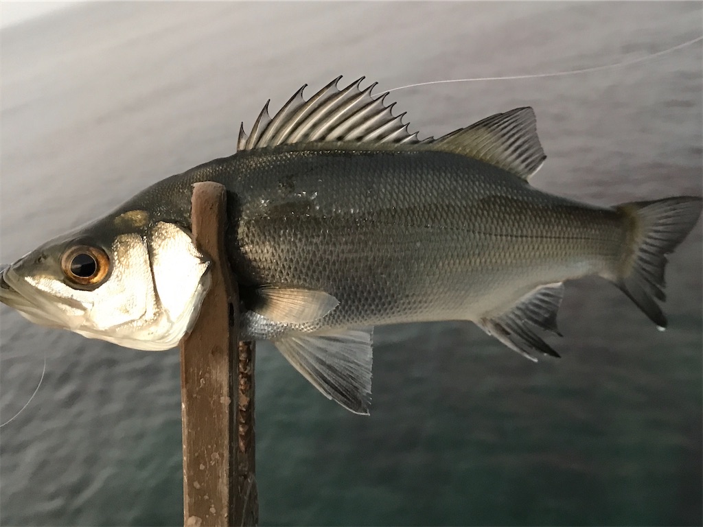 f:id:esojima3:20200107203317j:image