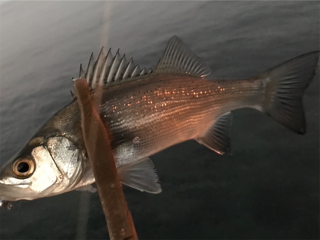 f:id:esojima3:20200107203320j:image