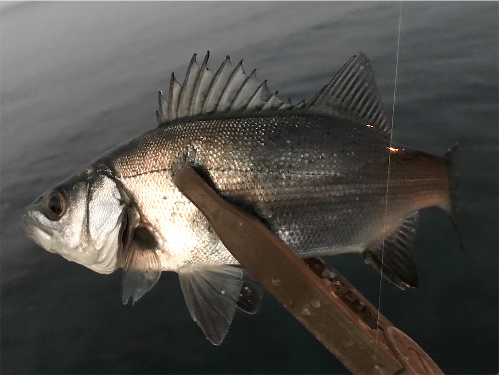 f:id:esojima3:20200107203324j:image