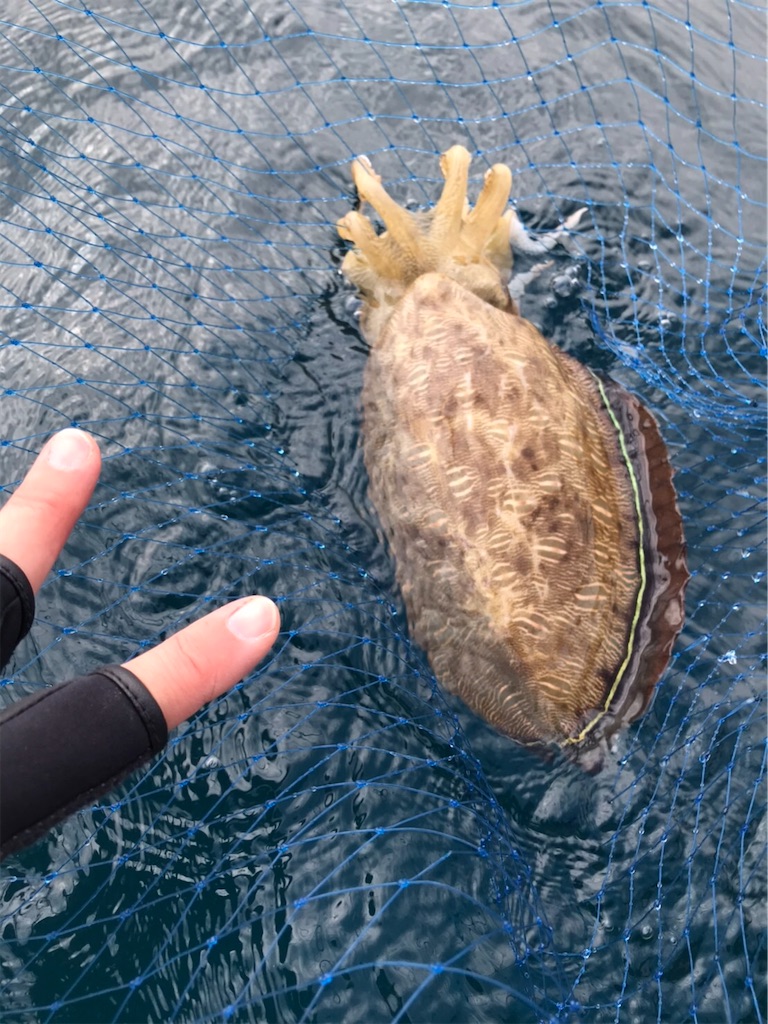 f:id:esojima3:20200112125047j:image