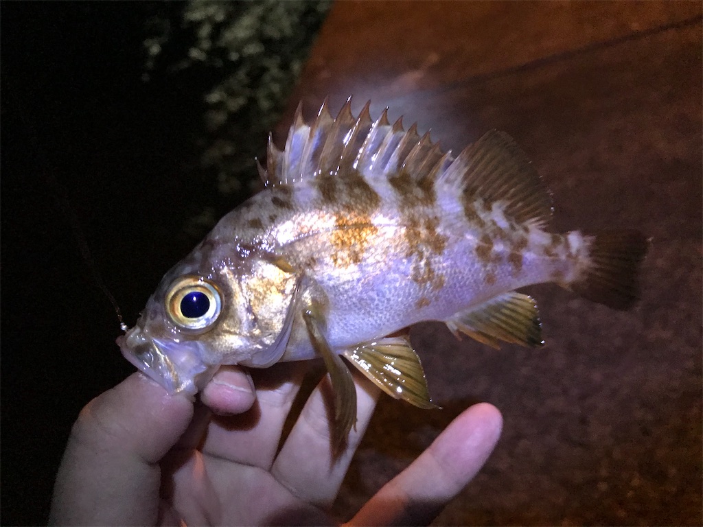 f:id:esojima3:20200113135850j:image f:id:esojima3:20200113135850j:image