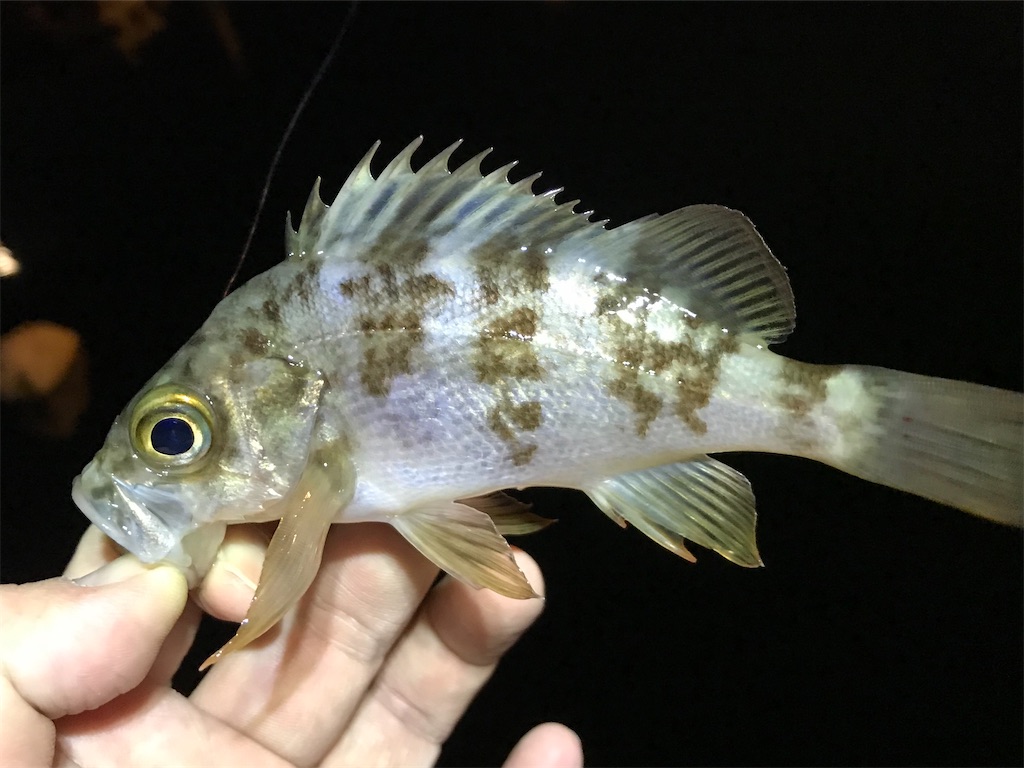 f:id:esojima3:20200113230214j:image