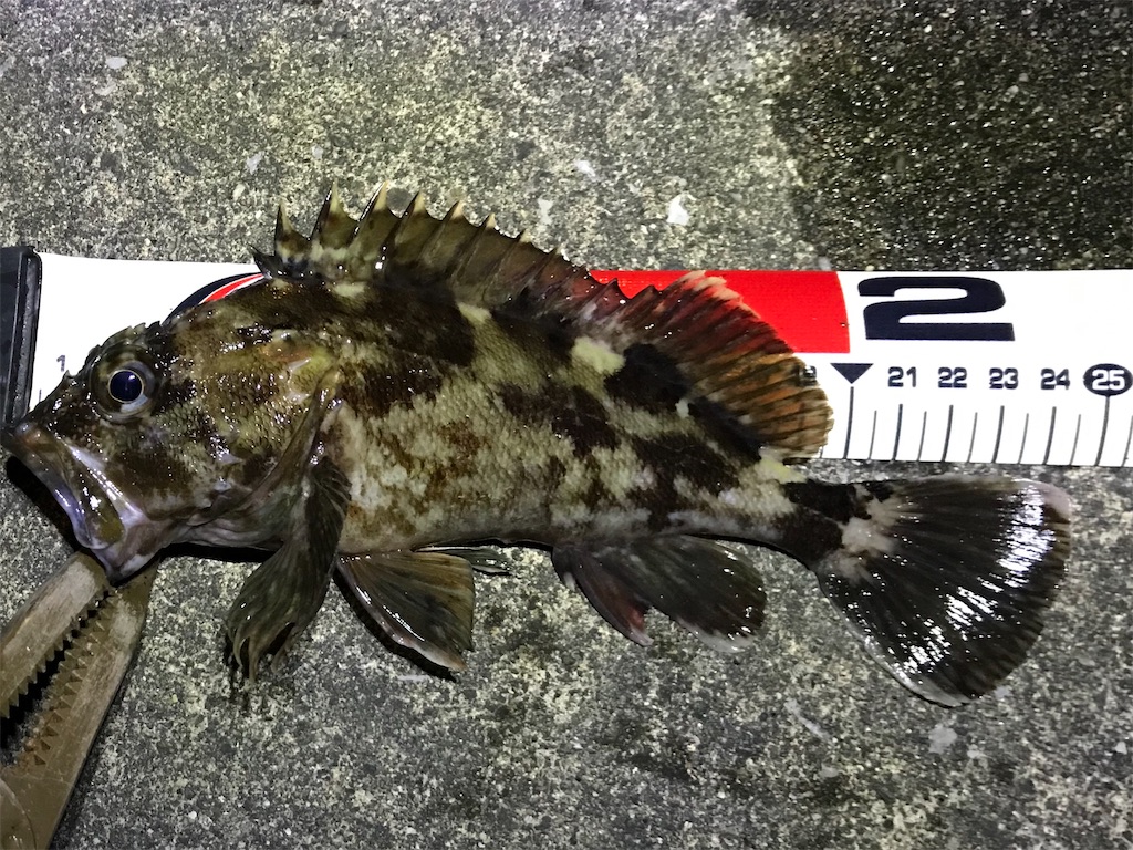 f:id:esojima3:20200113230303j:image