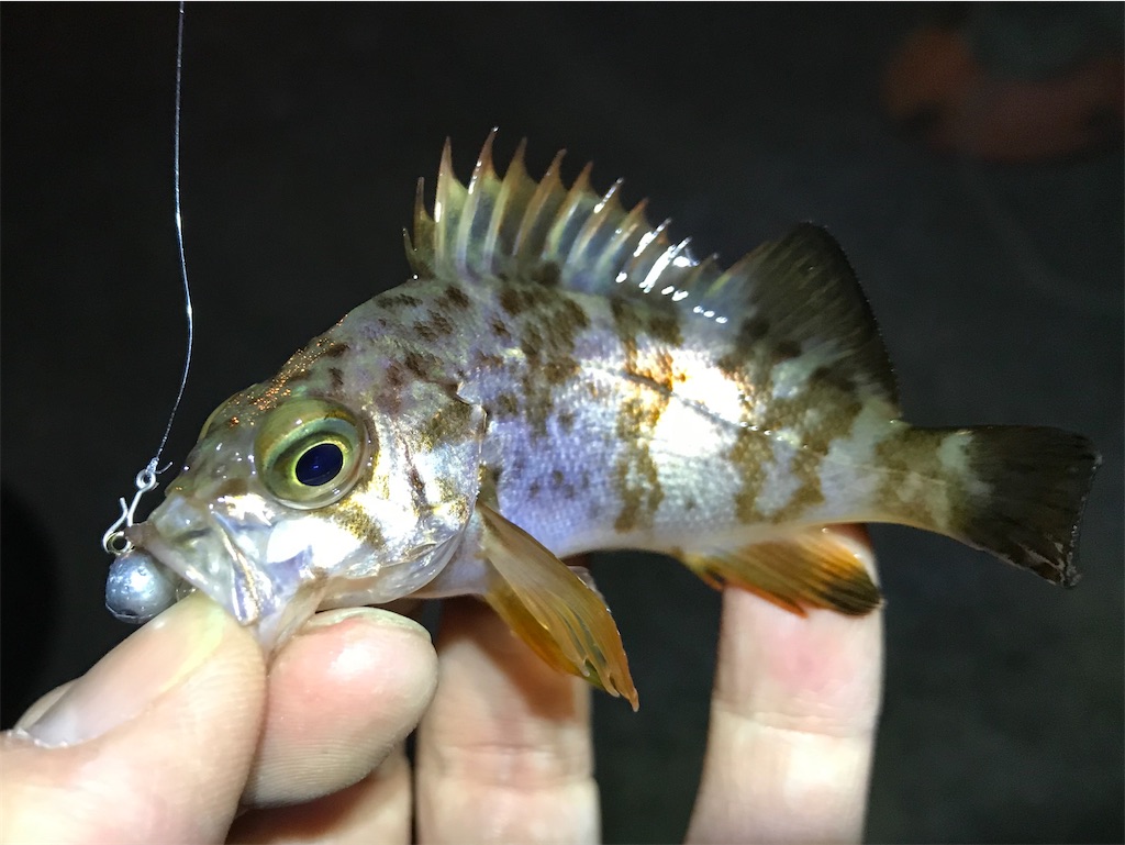 f:id:esojima3:20200113230341j:image