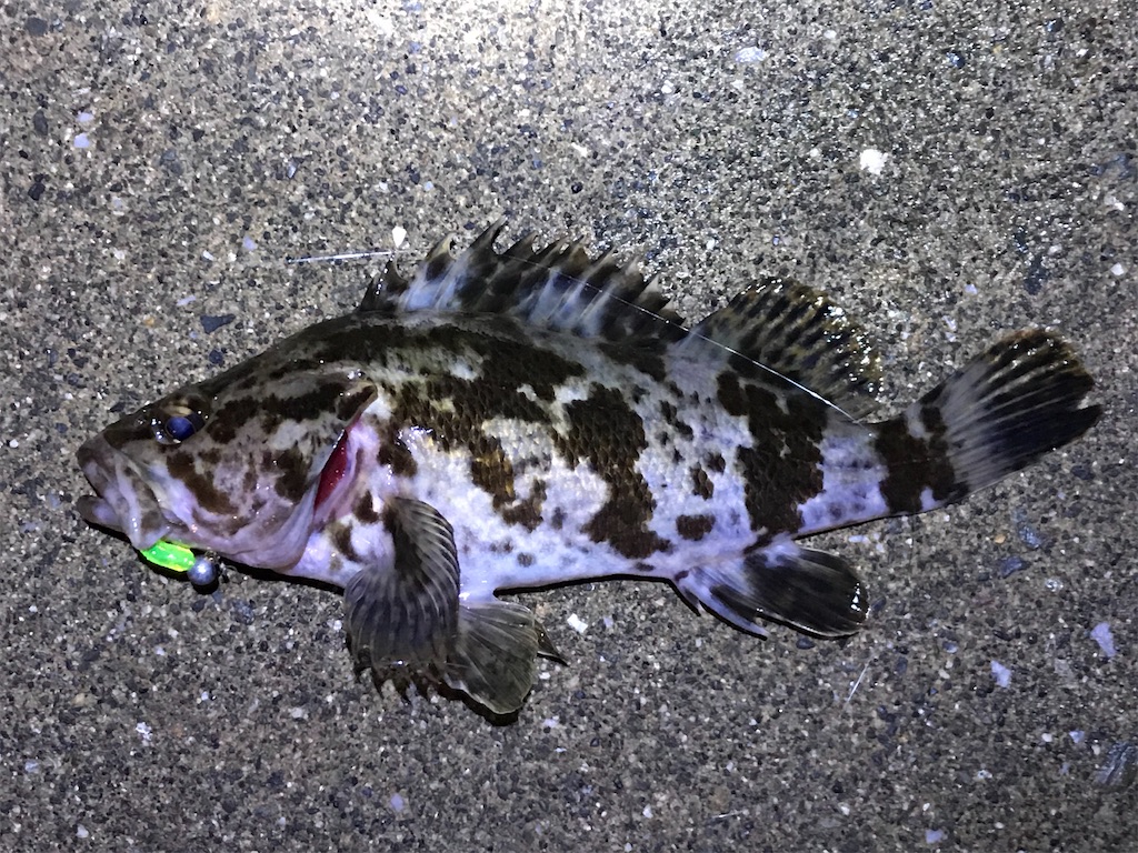 f:id:esojima3:20200114223637j:image