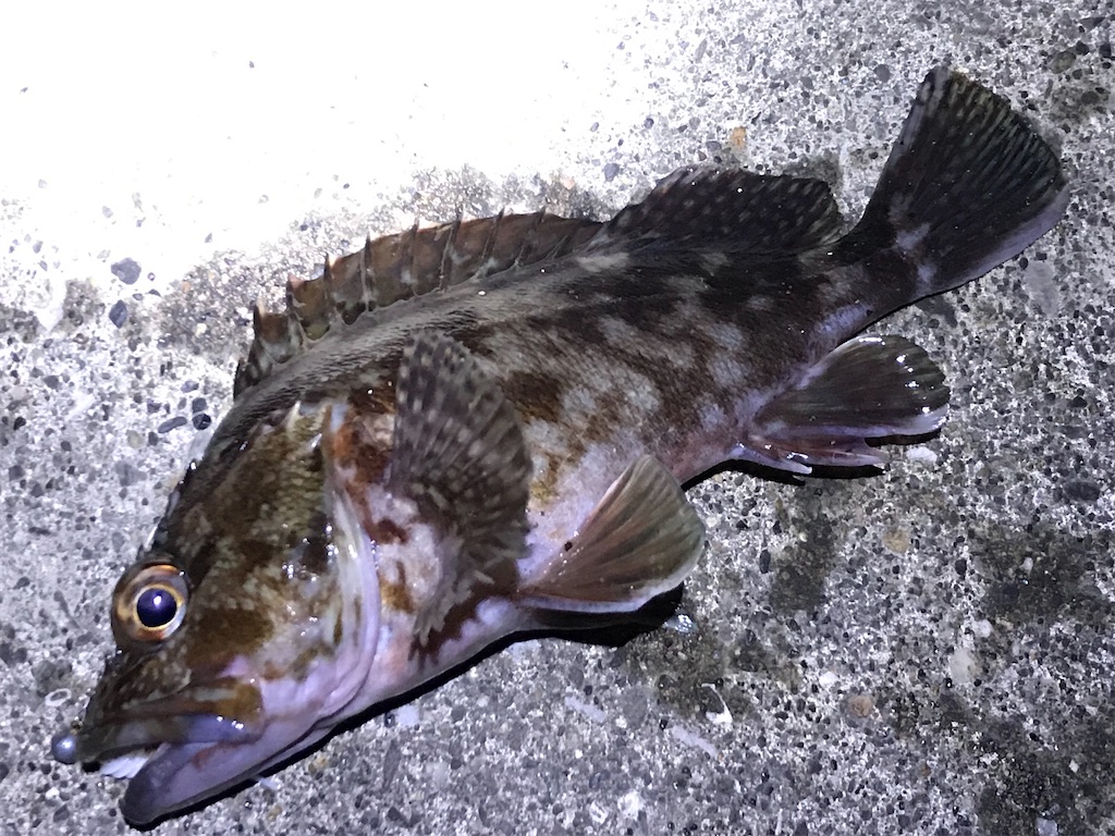 f:id:esojima3:20200114223650j:image
