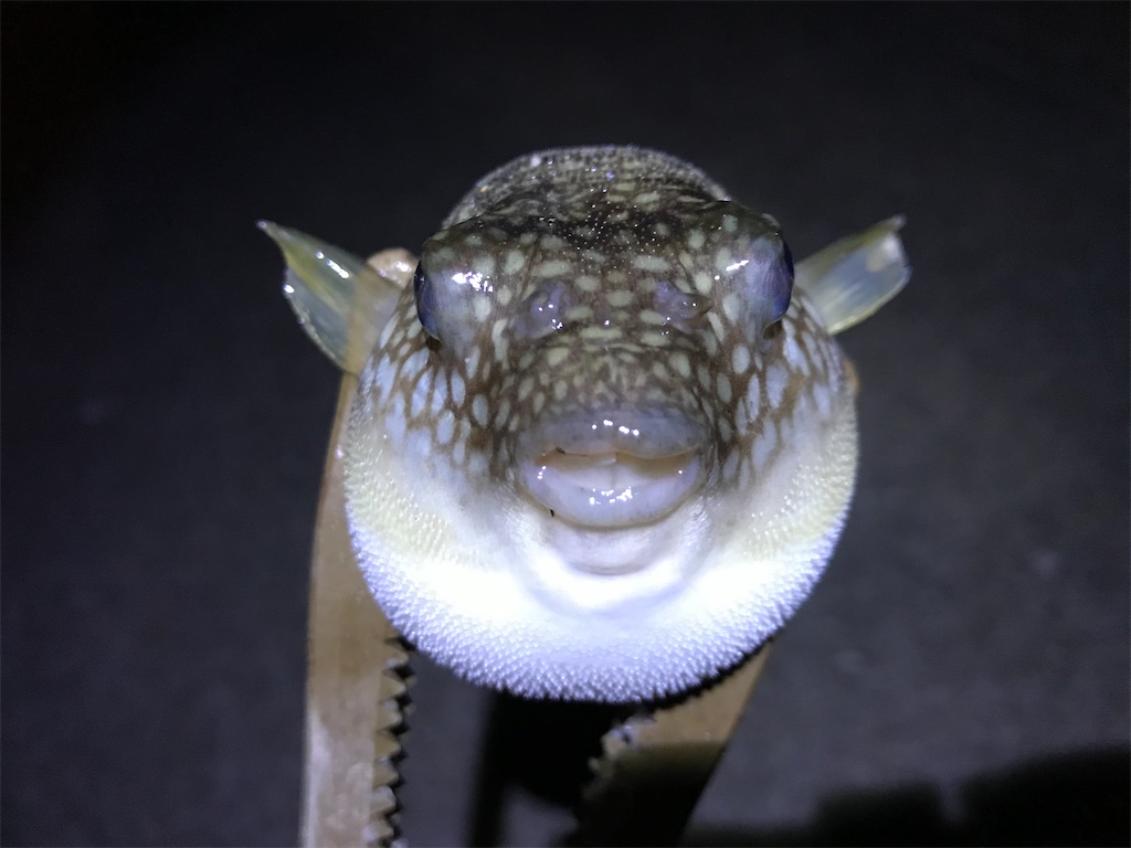 f:id:esojima3:20200120235643j:image