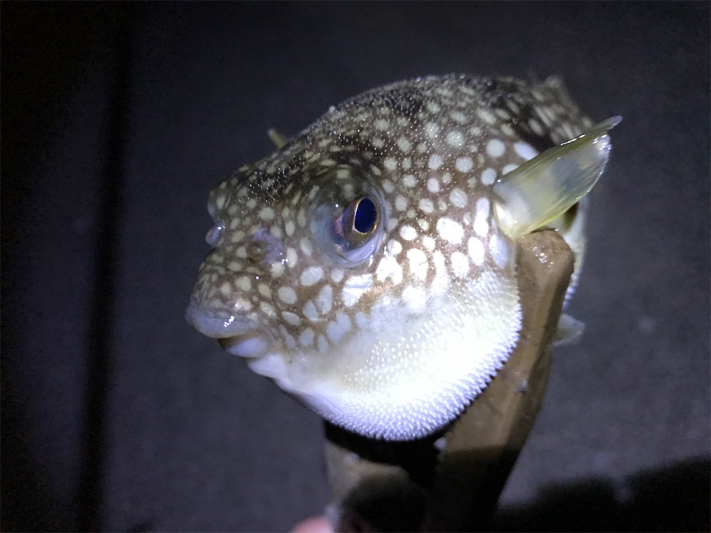 f:id:esojima3:20200120235646j:image