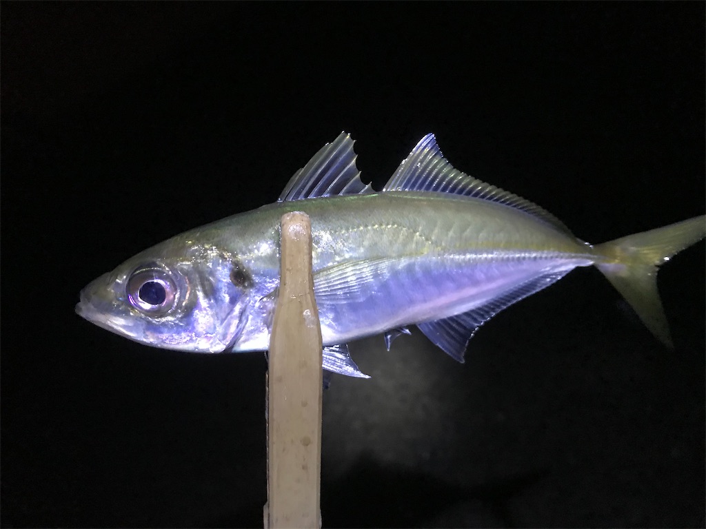 f:id:esojima3:20200122210351j:image f:id:esojima3:20200122210351j:image