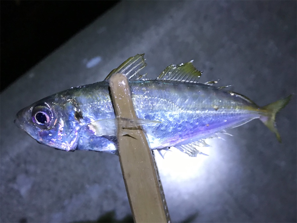 f:id:esojima3:20200125185610j:image