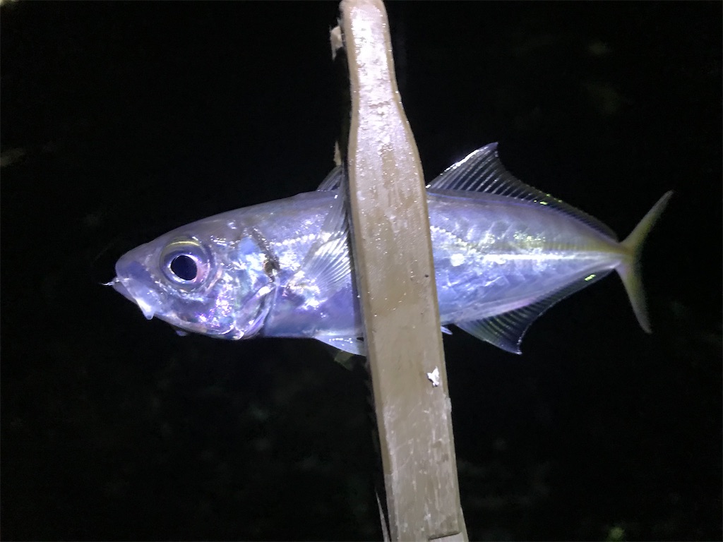 f:id:esojima3:20200129232050j:image f:id:esojima3:20200129232050j:image