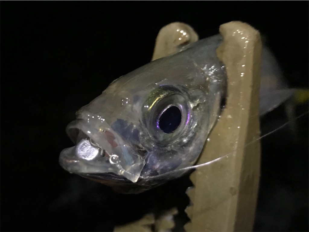 f:id:esojima3:20200129233403j:image f:id:esojima3:20200129233403j:image