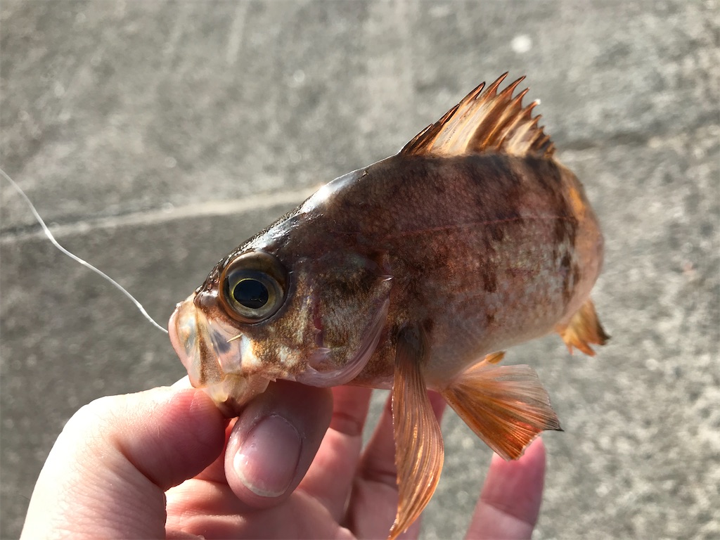 f:id:esojima3:20200202111135j:image