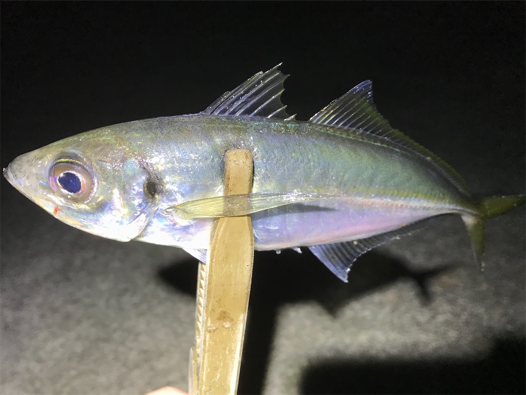 f:id:esojima3:20200305223046j:image