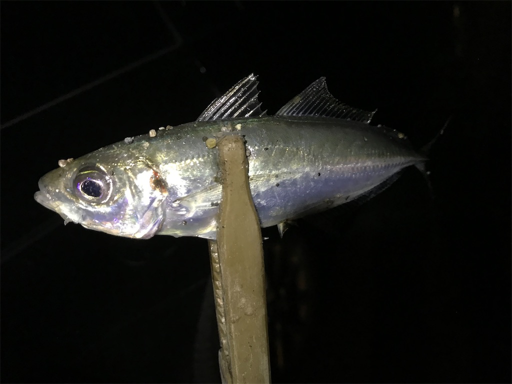 f:id:esojima3:20200307204950j:image