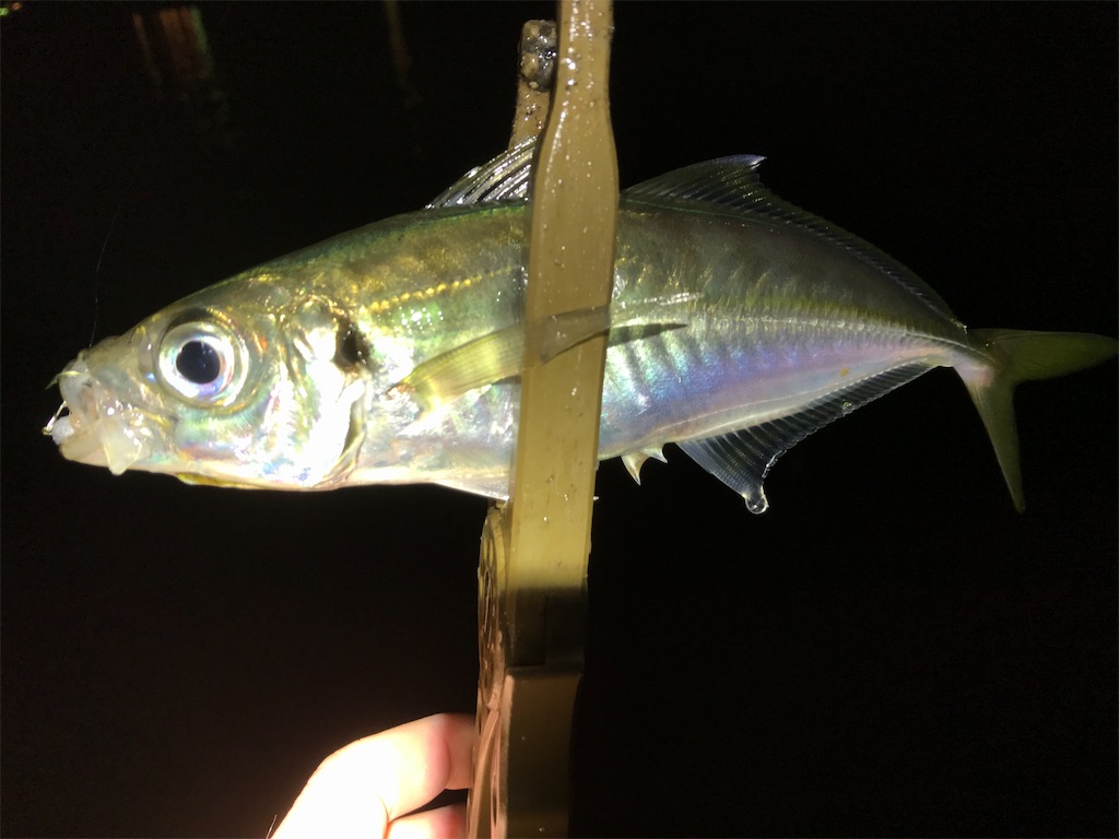 f:id:esojima3:20200307211644j:image