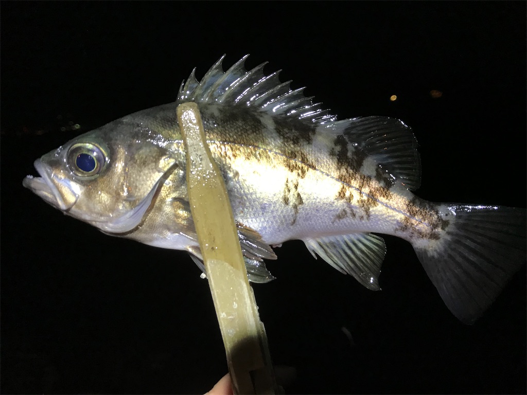 f:id:esojima3:20200315032810j:image f:id:esojima3:20200315032810j:image