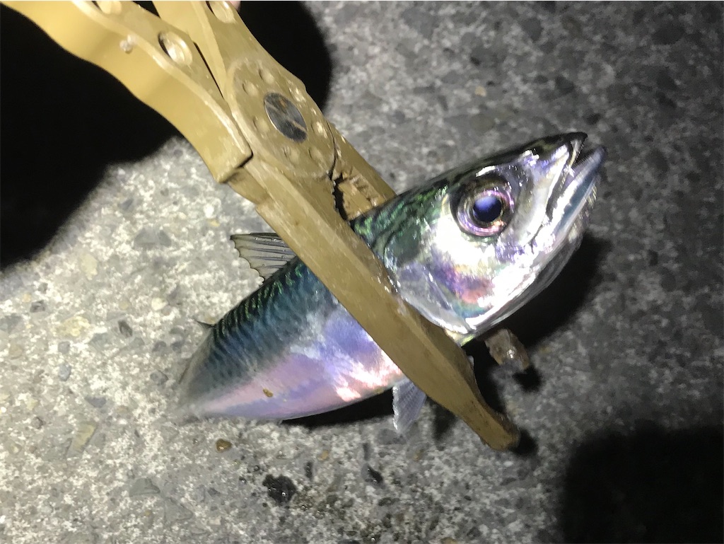 f:id:esojima3:20200322195047j:image