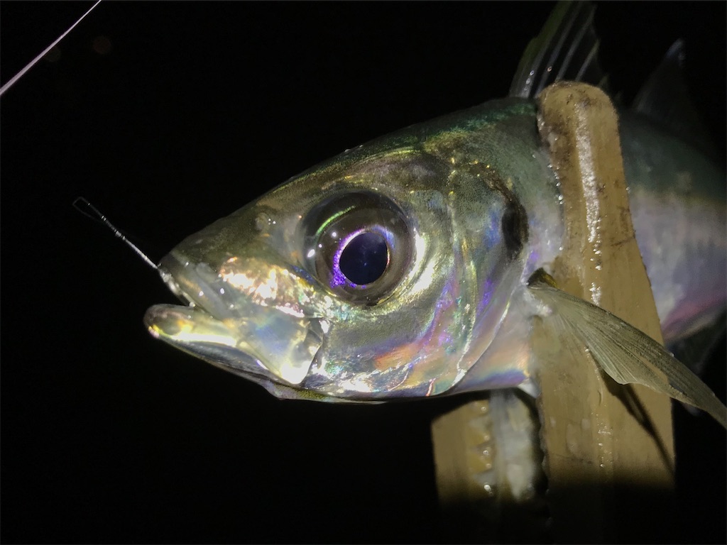 f:id:esojima3:20200322195058j:image