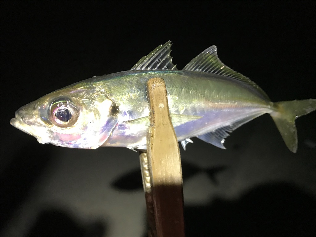 f:id:esojima3:20200324232508j:image