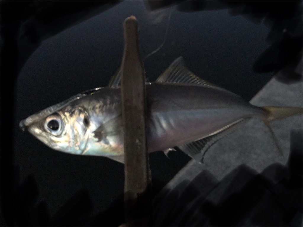 f:id:esojima3:20200326215807j:image