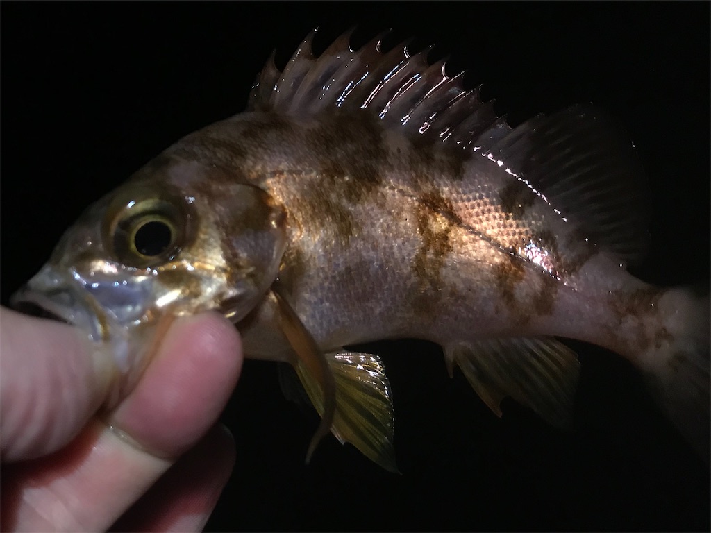 f:id:esojima3:20200326220002j:image
