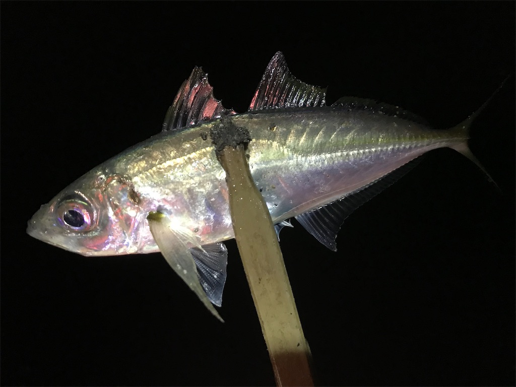 f:id:esojima3:20200328115531j:image