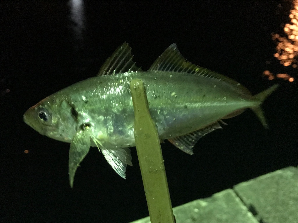 f:id:esojima3:20200331211359j:image