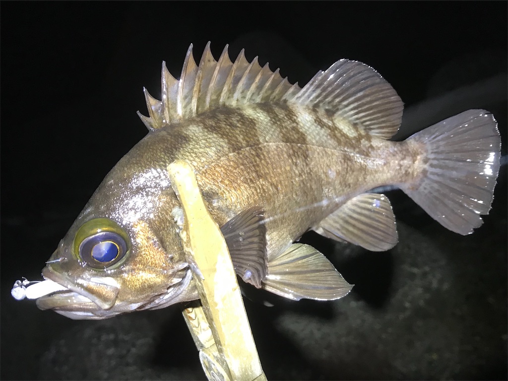 f:id:esojima3:20200530092918j:image