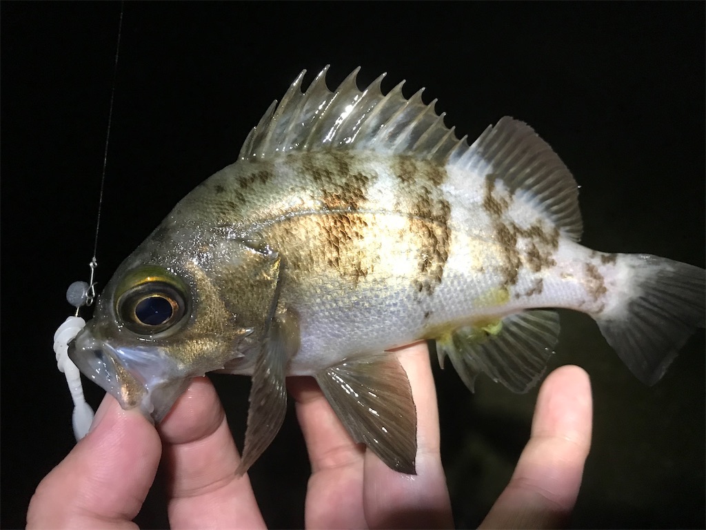 f:id:esojima3:20200809171700j:plain f:id:esojima3:20200809171700j:plain
