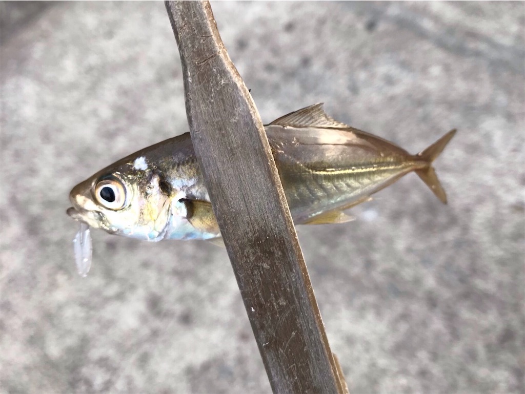 f:id:esojima3:20200905144100j:plain