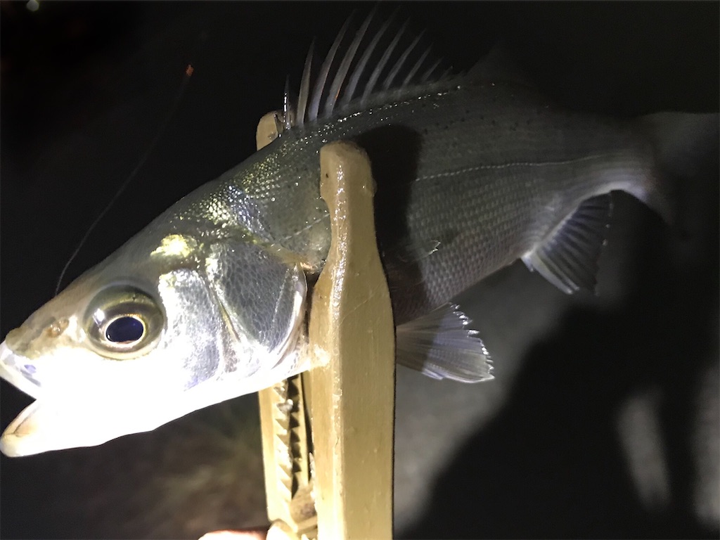 f:id:esojima3:20200920093109j:plain