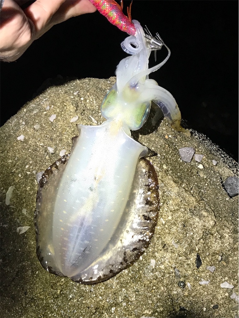 f:id:esojima3:20201018175738j:plain