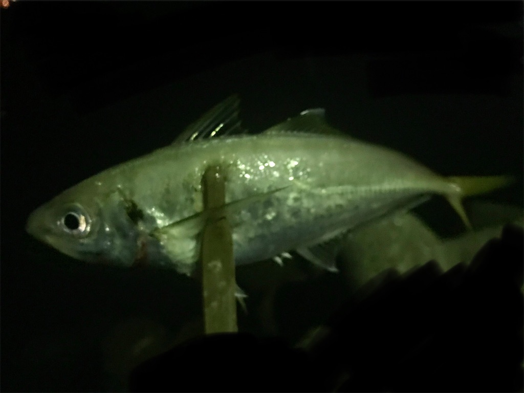 f:id:esojima3:20201025102815j:plain