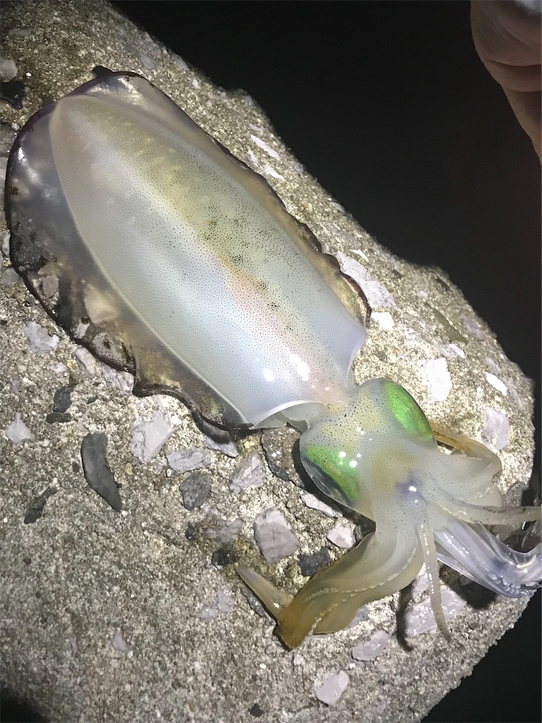 f:id:esojima3:20201025145854j:plain