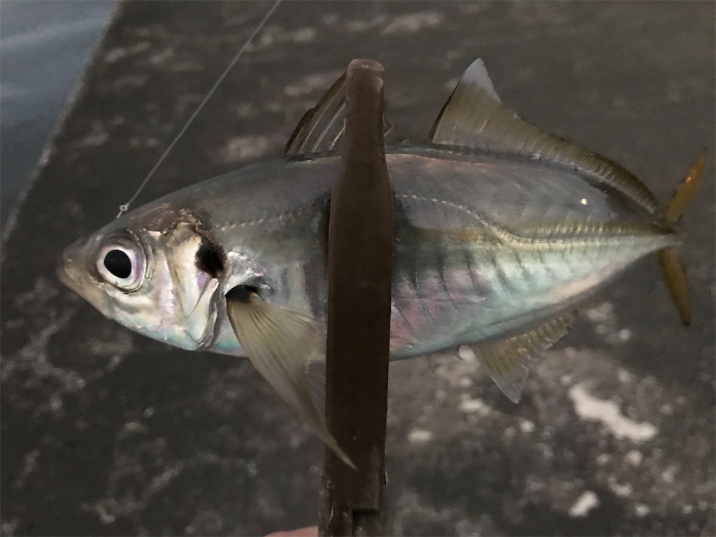 f:id:esojima3:20201028210246j:plain