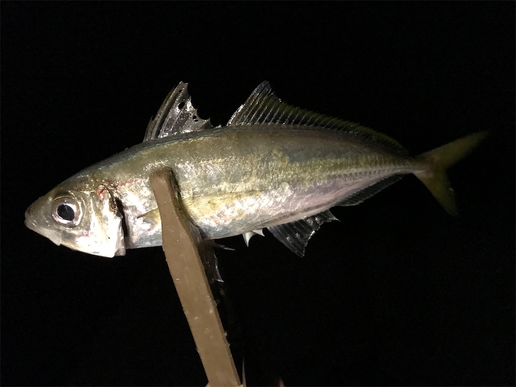 f:id:esojima3:20201116225710j:plain