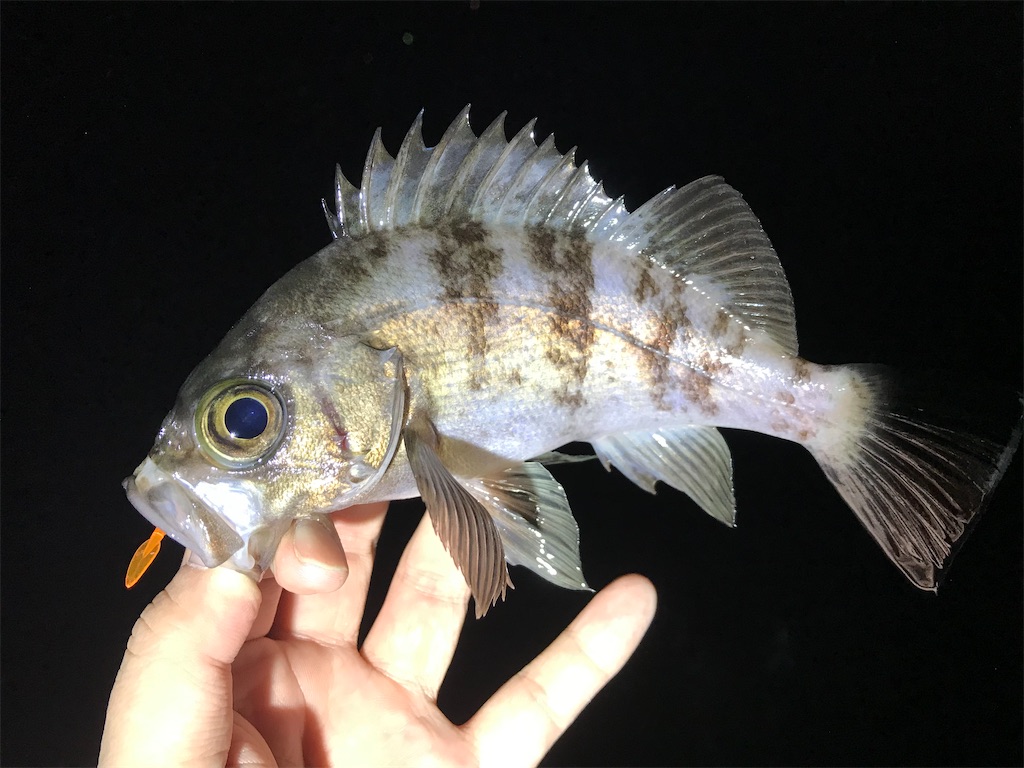 f:id:esojima3:20201201222100j:plain