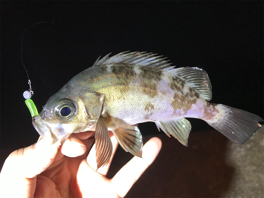 f:id:esojima3:20201205202859j:plain