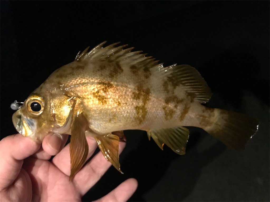 f:id:esojima3:20201205203446j:plain