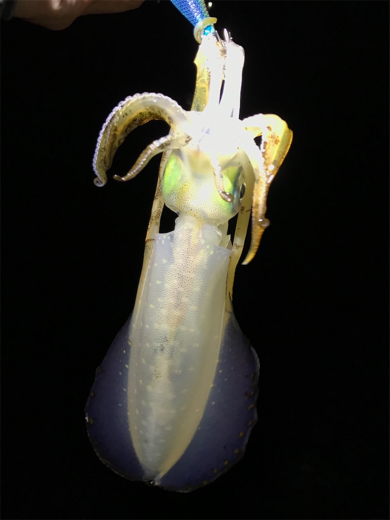 f:id:esojima3:20201206083124j:plain