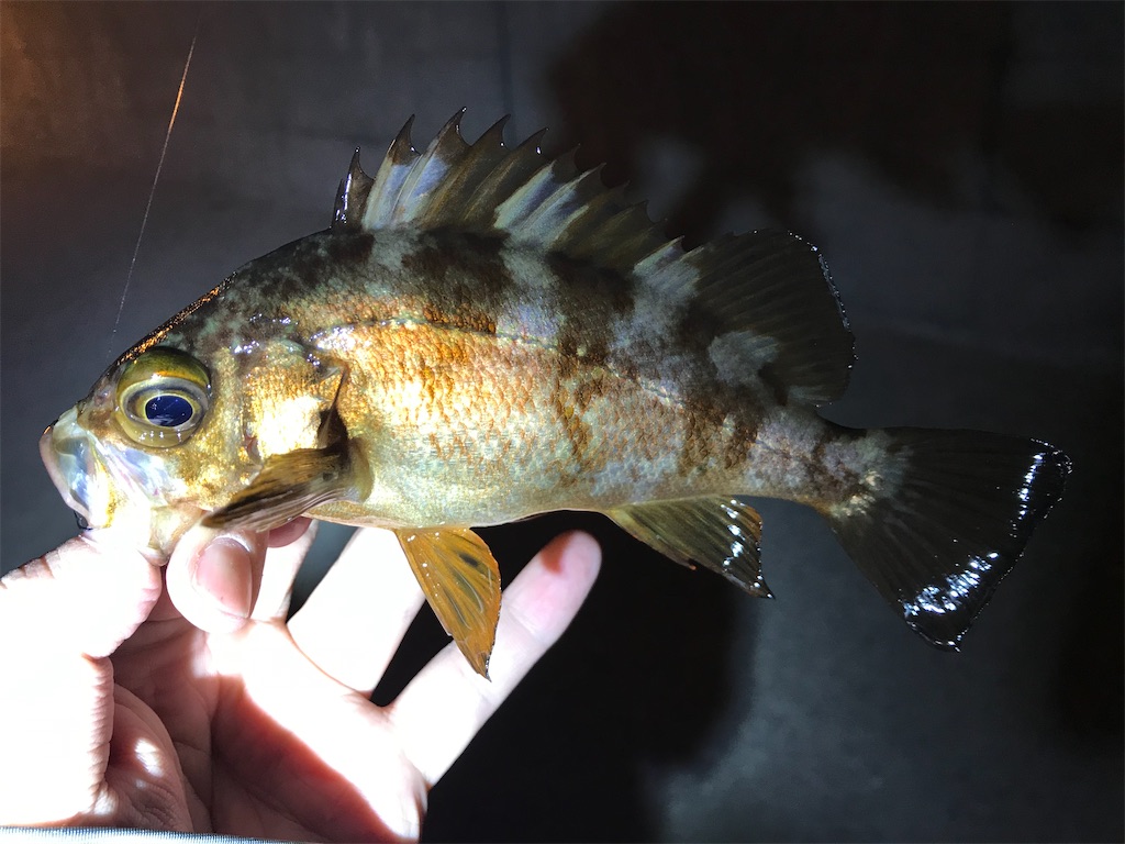 f:id:esojima3:20201213112917j:plain