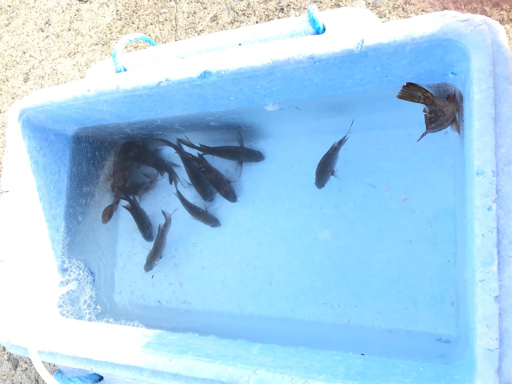 f:id:esojima3:20201214125116j:plain