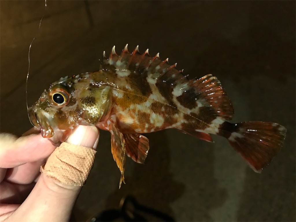 f:id:esojima3:20201215184401j:plain