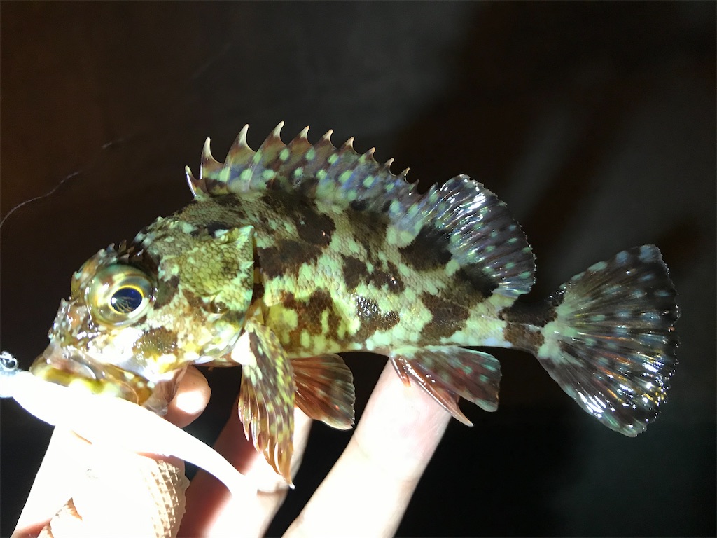 f:id:esojima3:20201215184408j:plain